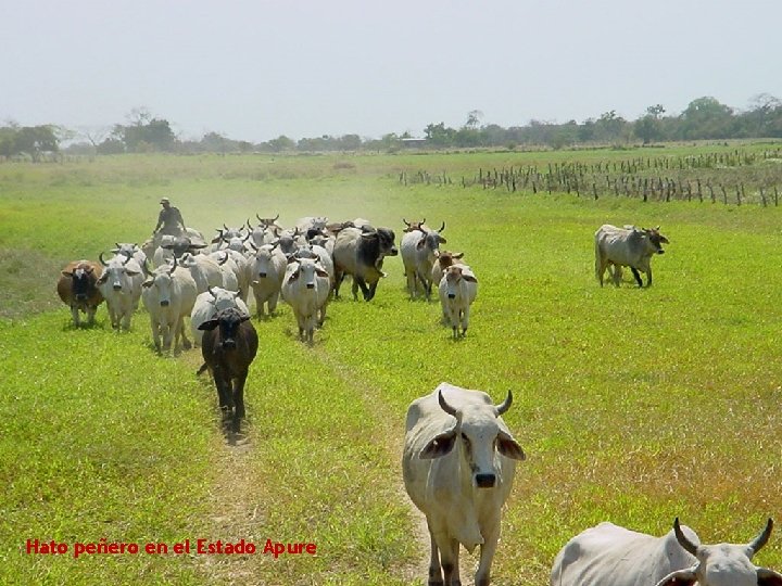 Hato peñero en el Estado Apure 