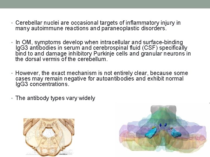  • Cerebellar nuclei are occasional targets of inflammatory injury in many autoimmune reactions