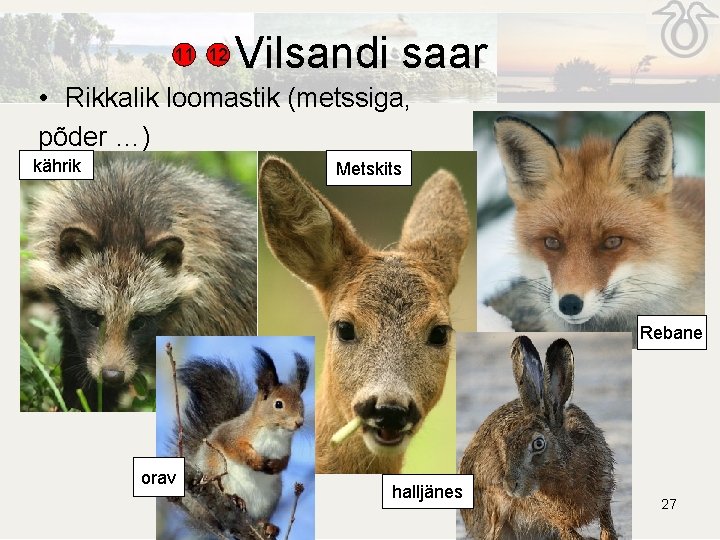 11 12 Vilsandi saar • Rikkalik loomastik (metssiga, põder …) kährik Metskits Rebane orav 11 12 Vilsandi saar • Rikkalik loomastik (metssiga, põder …) kährik Metskits Rebane orav
