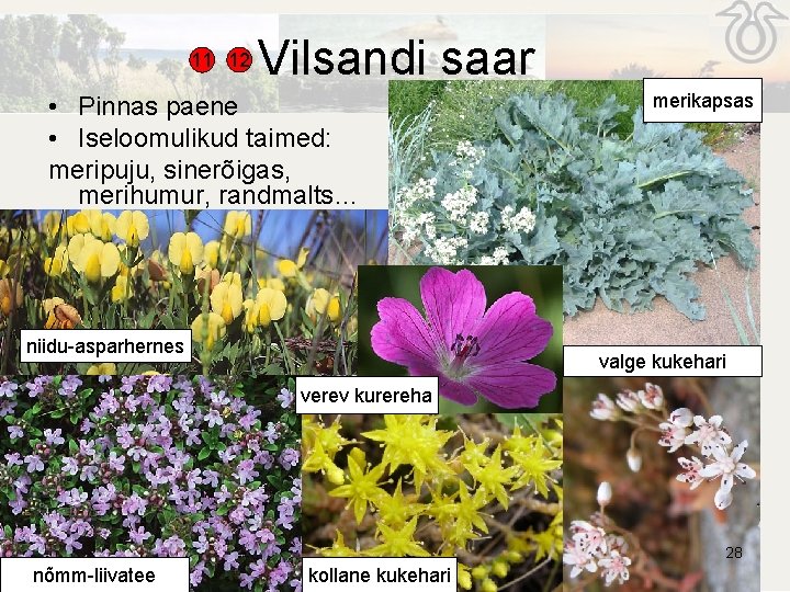11 12 Vilsandi saar • Pinnas paene • Iseloomulikud taimed: meripuju, sinerõigas, merihumur, randmalts… 11 12 Vilsandi saar • Pinnas paene • Iseloomulikud taimed: meripuju, sinerõigas, merihumur, randmalts…
