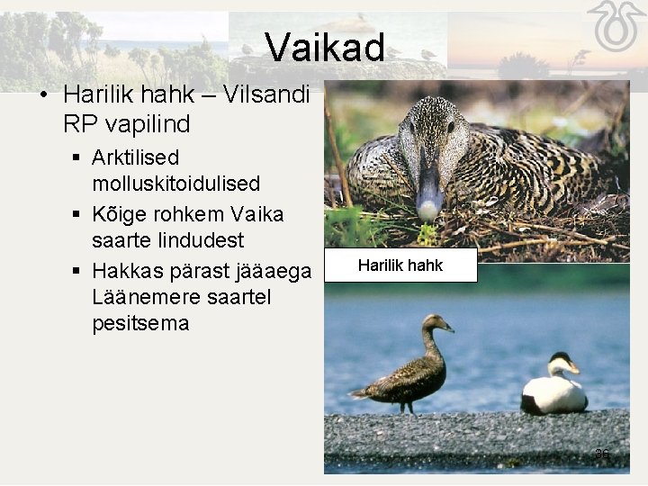 Vaikad • Harilik hahk – Vilsandi RP vapilind § Arktilised molluskitoidulised § Kõige rohkem Vaikad • Harilik hahk – Vilsandi RP vapilind § Arktilised molluskitoidulised § Kõige rohkem