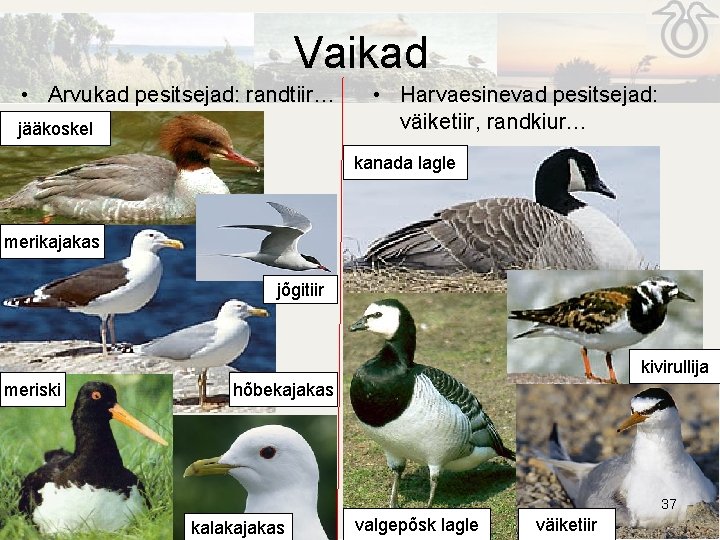 Vaikad • Arvukad pesitsejad: randtiir… jääkoskel • Harvaesinevad pesitsejad: väiketiir, randkiur… kanada lagle merikajakas Vaikad • Arvukad pesitsejad: randtiir… jääkoskel • Harvaesinevad pesitsejad: väiketiir, randkiur… kanada lagle merikajakas