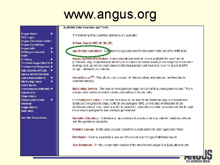 www. angus. org 