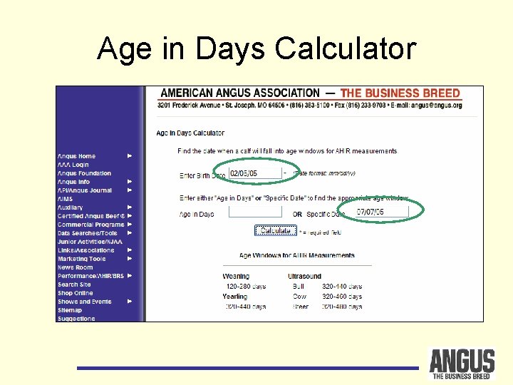 Age in Days Calculator 