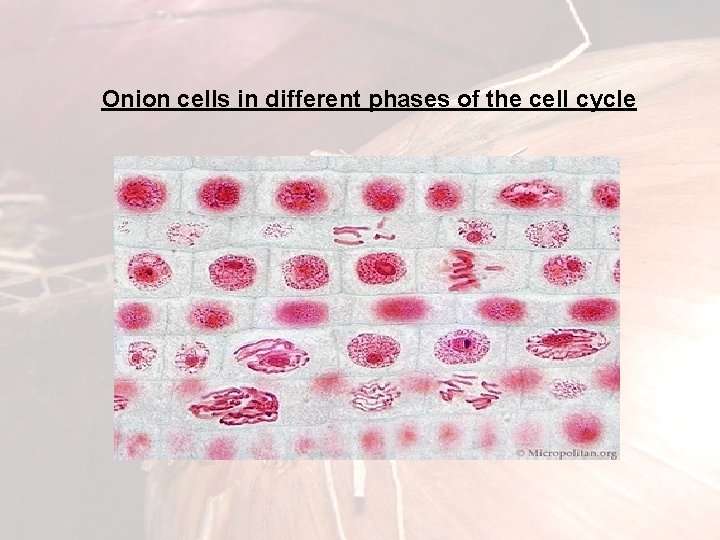 Onion cells in different phases of the cell cycle 