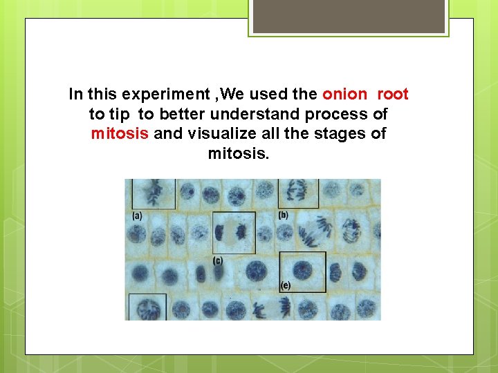In this experiment , We used the onion root to tip to better understand