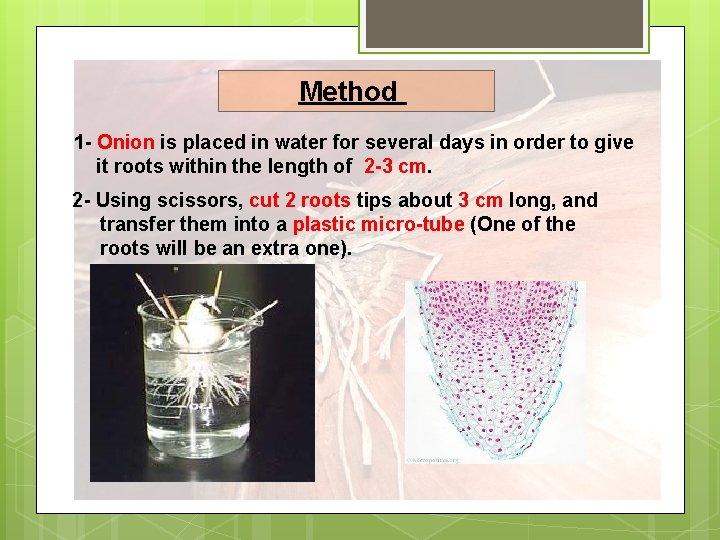 Method 1 - Onion is placed in water for several days in order to