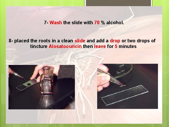 7 - Wash the slide with 70 % alcohol. 8 - placed the roots