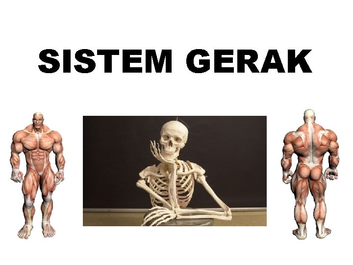 SISTEM GERAK 