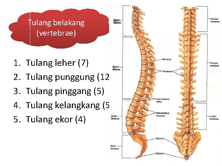 Tulang belakang (vertebrae) 1. 2. 3. 4. 5. Tulang leher (7) Tulang punggung (12)