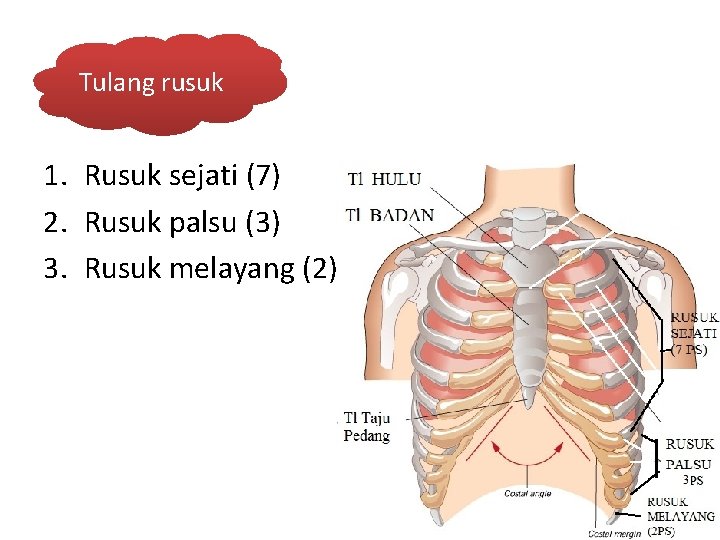 Tulang rusuk 1. Rusuk sejati (7) 2. Rusuk palsu (3) 3. Rusuk melayang (2)