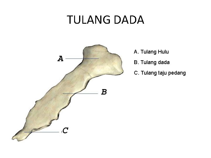 TULANG DADA A. Tulang Hulu B. Tulang dada C. Tulang taju pedang 