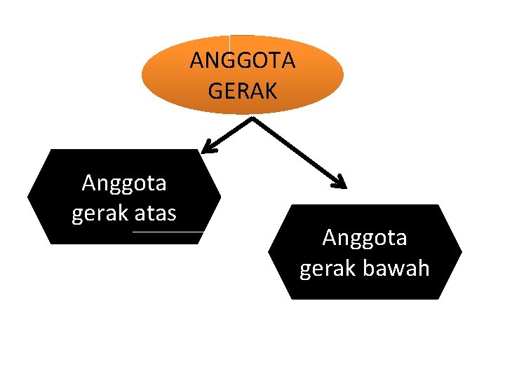 ANGGOTA GERAK Anggota gerak atas Anggota gerak bawah 