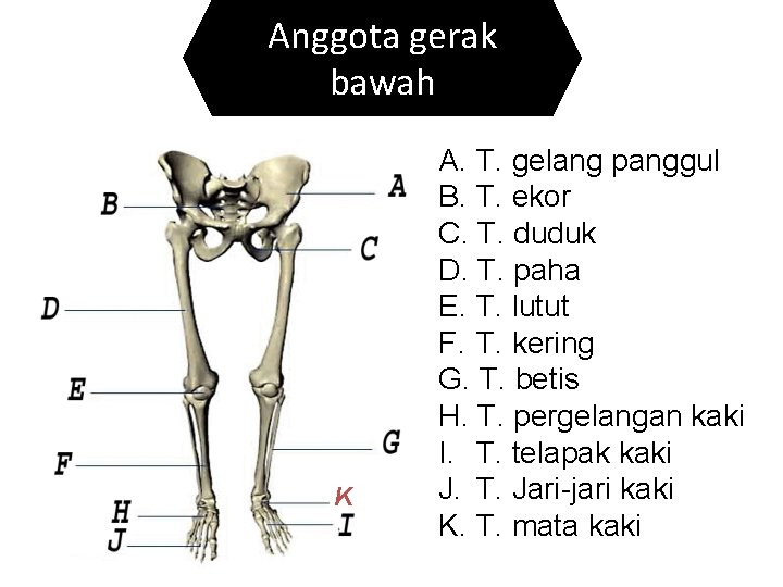 Anggota gerak bawah K A. T. gelang panggul B. T. ekor C. T. duduk