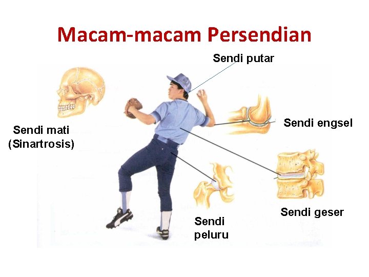 Macam-macam Persendian Sendi putar Sendi engsel Sendi mati (Sinartrosis) Sendi peluru Sendi geser 