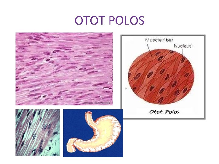 OTOT POLOS 