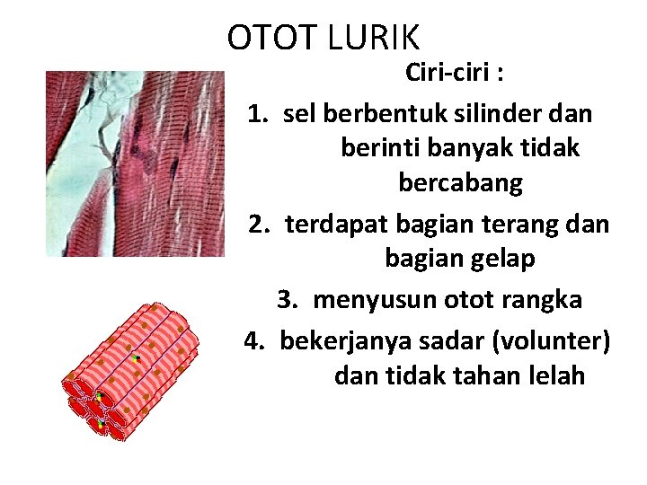 OTOT LURIK Ciri-ciri : 1. sel berbentuk silinder dan berinti banyak tidak bercabang 2.