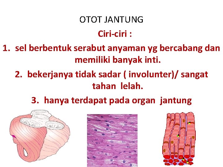 OTOT JANTUNG Ciri-ciri : 1. sel berbentuk serabut anyaman yg bercabang dan memiliki banyak