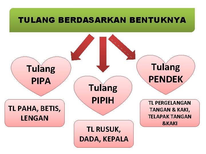TULANG BERDASARKAN BENTUKNYA Tulang PIPA TL PAHA, BETIS, LENGAN Tulang PIPIH TL RUSUK, DADA,