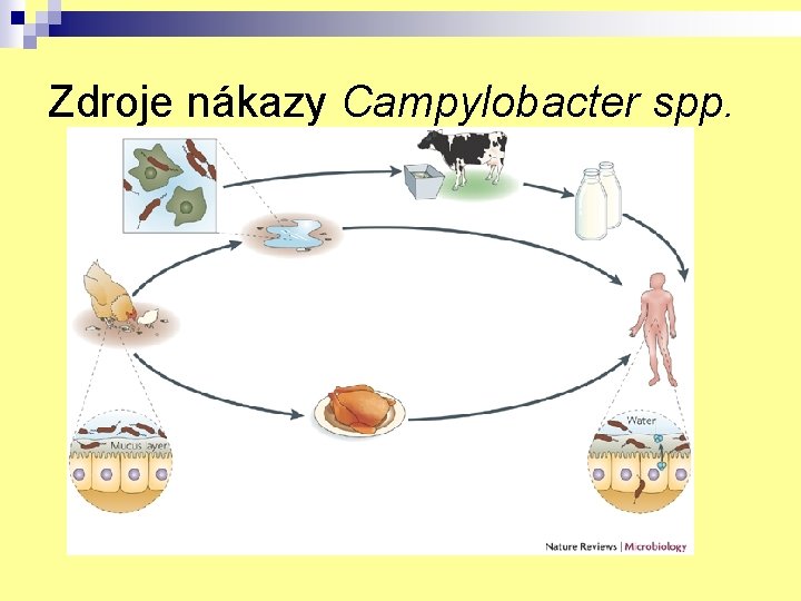 Zdroje nákazy Campylobacter spp. 