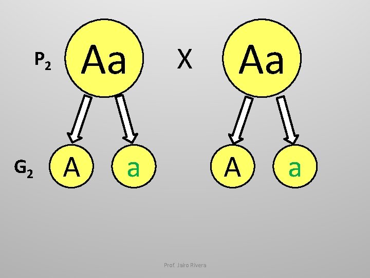Aa P 2 G 2 A X a Aa A Prof. Jairo Rivera a