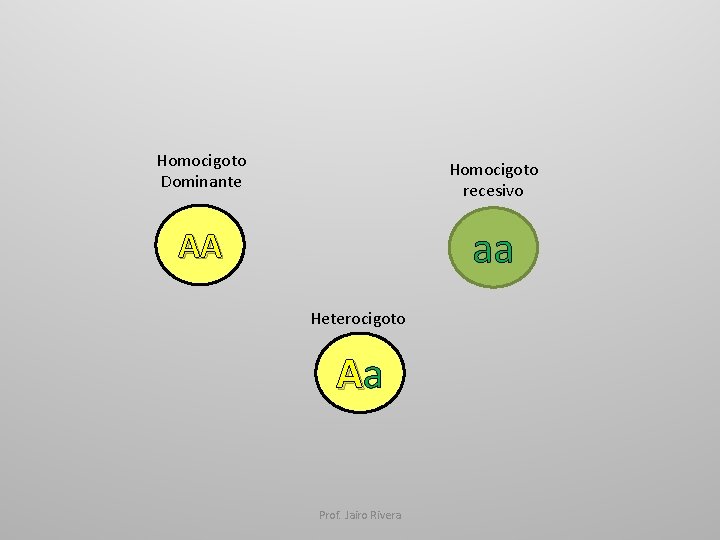 Homocigoto Dominante Homocigoto recesivo aa AA Heterocigoto Aa Prof. Jairo Rivera 