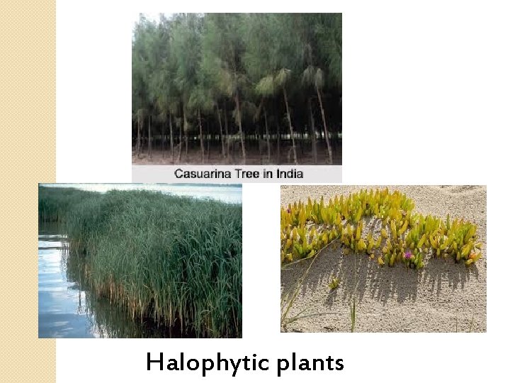 Halophytic plants 