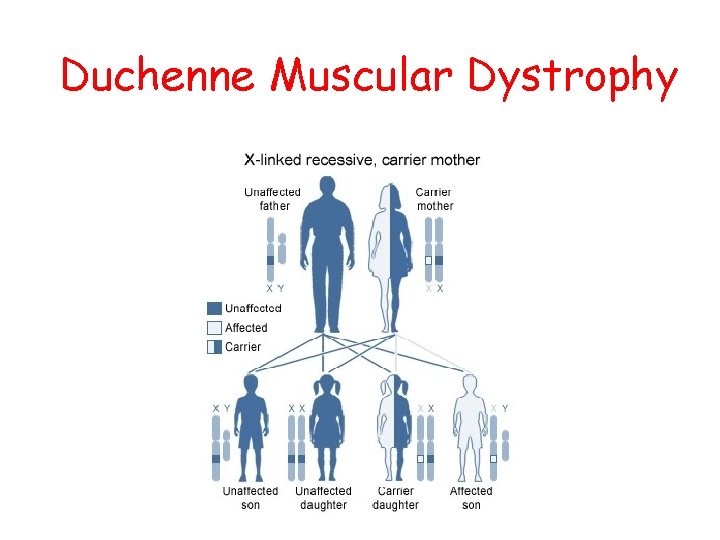 Duchenne Muscular Dystrophy 