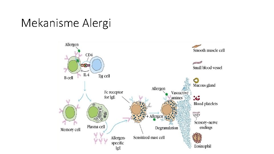 Mekanisme Alergi 