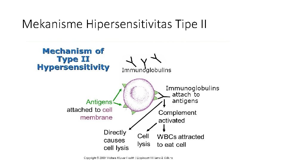 Mekanisme Hipersensitivitas Tipe II 