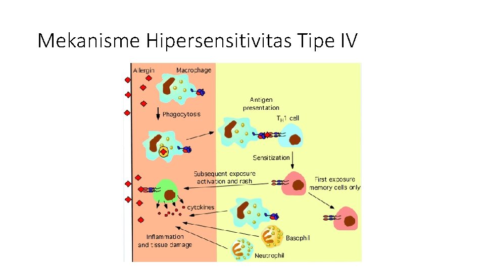 Mekanisme Hipersensitivitas Tipe IV 