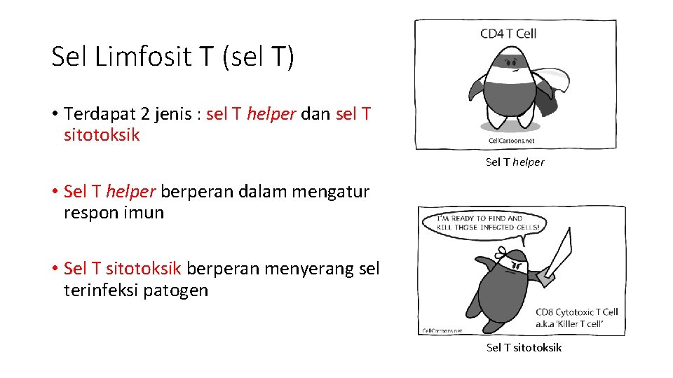 Sel Limfosit T (sel T) • Terdapat 2 jenis : sel T helper dan