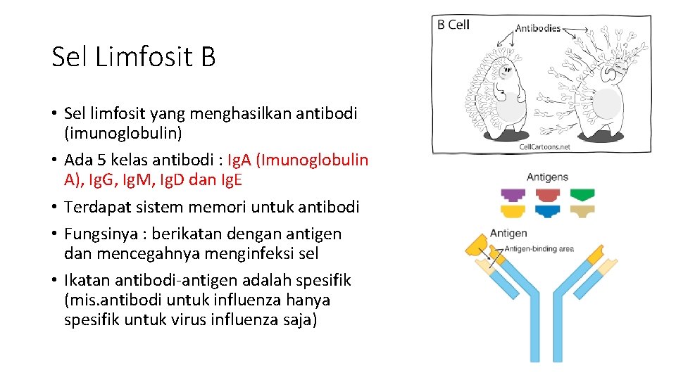 Sel Limfosit B • Sel limfosit yang menghasilkan antibodi (imunoglobulin) • Ada 5 kelas