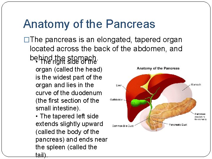 Anatomy of the Pancreas �The pancreas is an elongated, tapered organ located across the