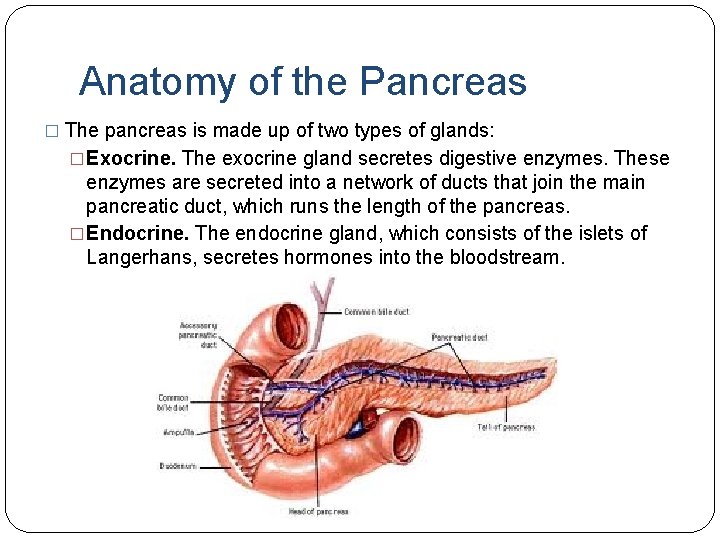 Anatomy of the Pancreas � The pancreas is made up of two types of