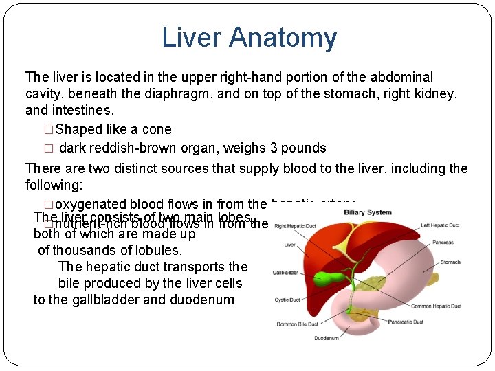 Liver Anatomy The liver is located in the upper right-hand portion of the abdominal
