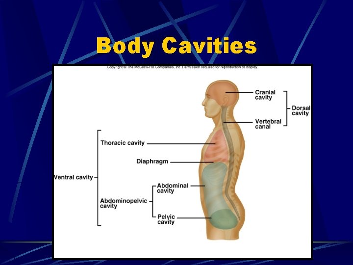 Body Cavities 1 - 15 