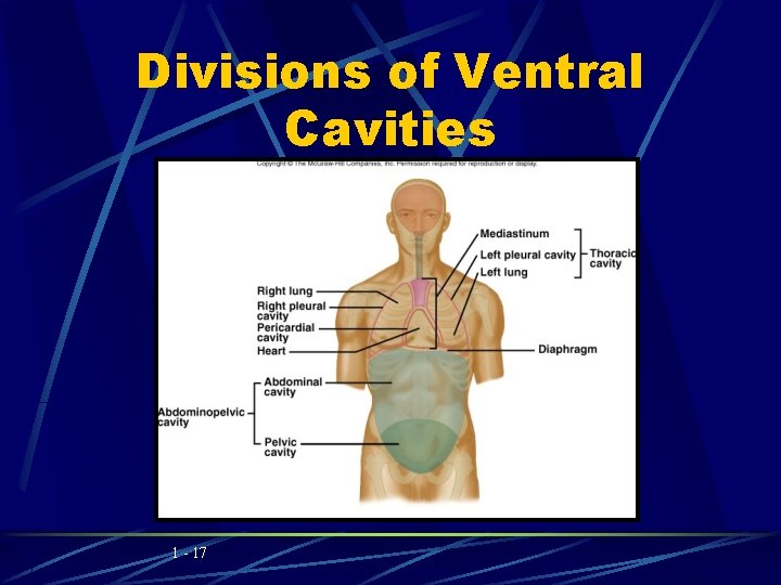 Divisions of Ventral Cavities 1 - 17 