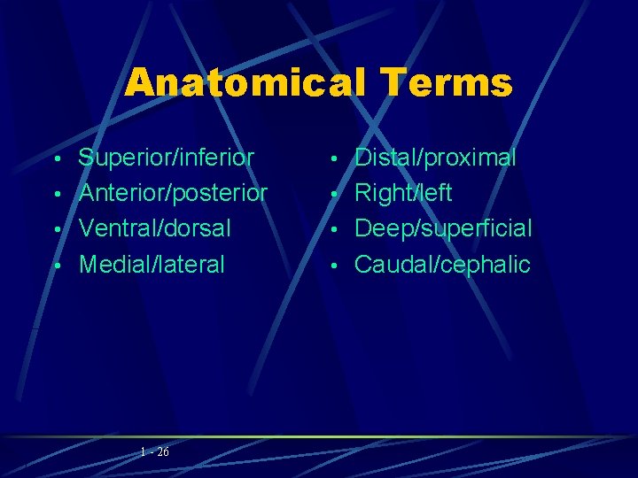 Anatomical Terms • Superior/inferior • Distal/proximal • Anterior/posterior • Right/left • Ventral/dorsal • Deep/superficial