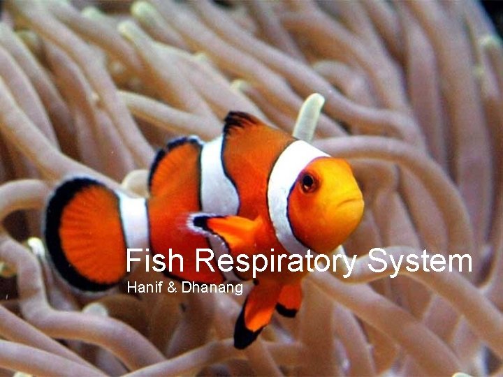 Fish Respiratory System Hanif & Dhanang Fish Respiratory System Hanif & Dhanang