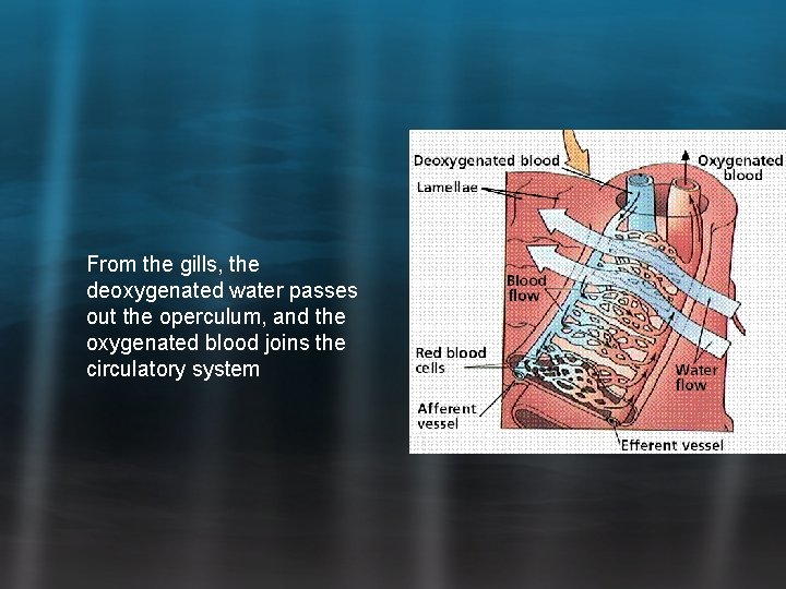 From the gills, the deoxygenated water passes out the operculum, and the oxygenated blood From the gills, the deoxygenated water passes out the operculum, and the oxygenated blood