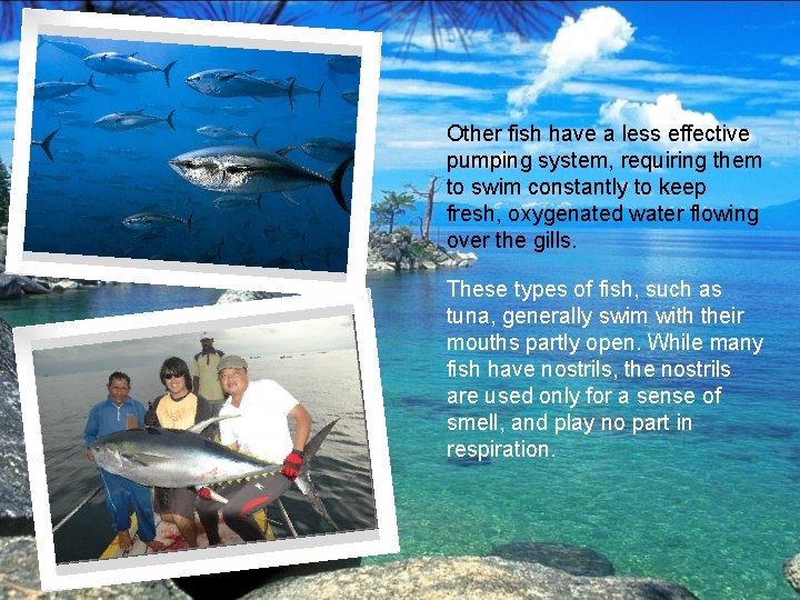 Other fish have a less effective pumping system, requiring them to swim constantly to Other fish have a less effective pumping system, requiring them to swim constantly to