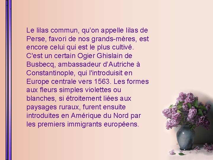 Le lilas commun, qu’on appelle lilas de Perse, favori de nos grands-mères, est encore