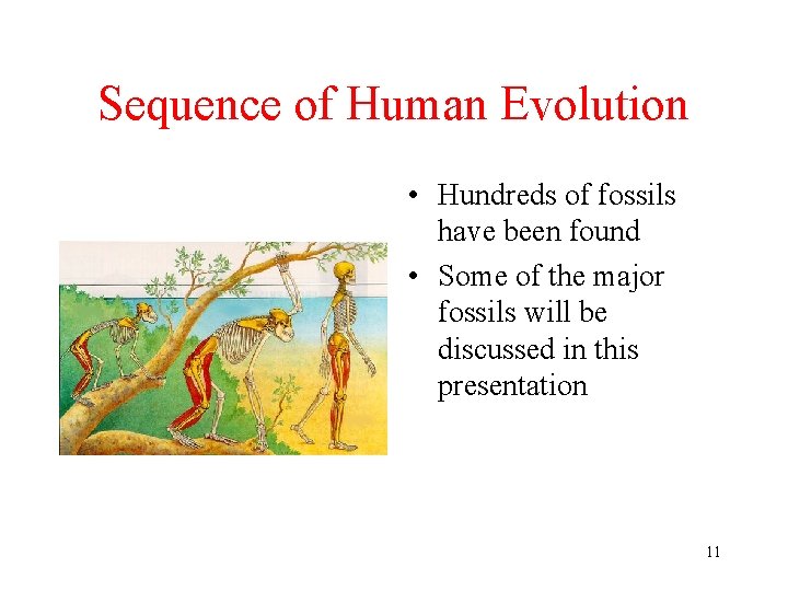 Sequence of Human Evolution • Hundreds of fossils have been found • Some of