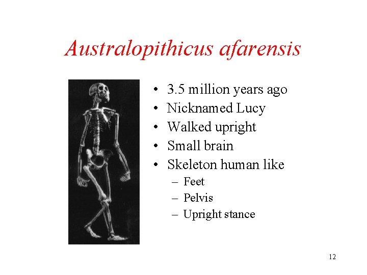 Australopithicus afarensis • • • 3. 5 million years ago Nicknamed Lucy Walked upright