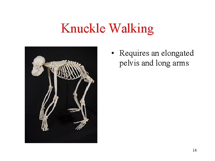 Knuckle Walking • Requires an elongated pelvis and long arms 14 