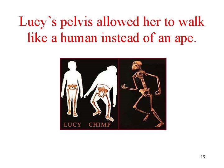 Lucy’s pelvis allowed her to walk like a human instead of an ape. 15