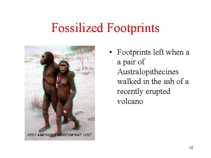 Fossilized Footprints • Footprints left when a a pair of Australopithecines walked in the