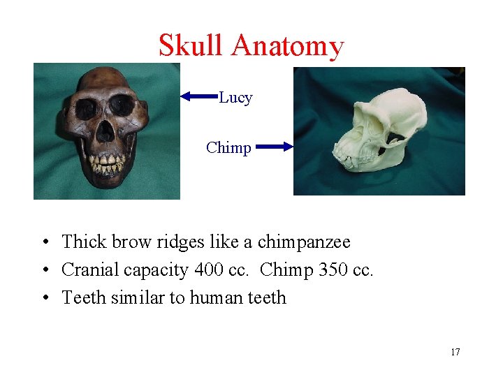 Skull Anatomy Lucy Chimp • Thick brow ridges like a chimpanzee • Cranial capacity