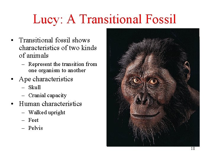 Lucy: A Transitional Fossil • Transitional fossil shows characteristics of two kinds of animals